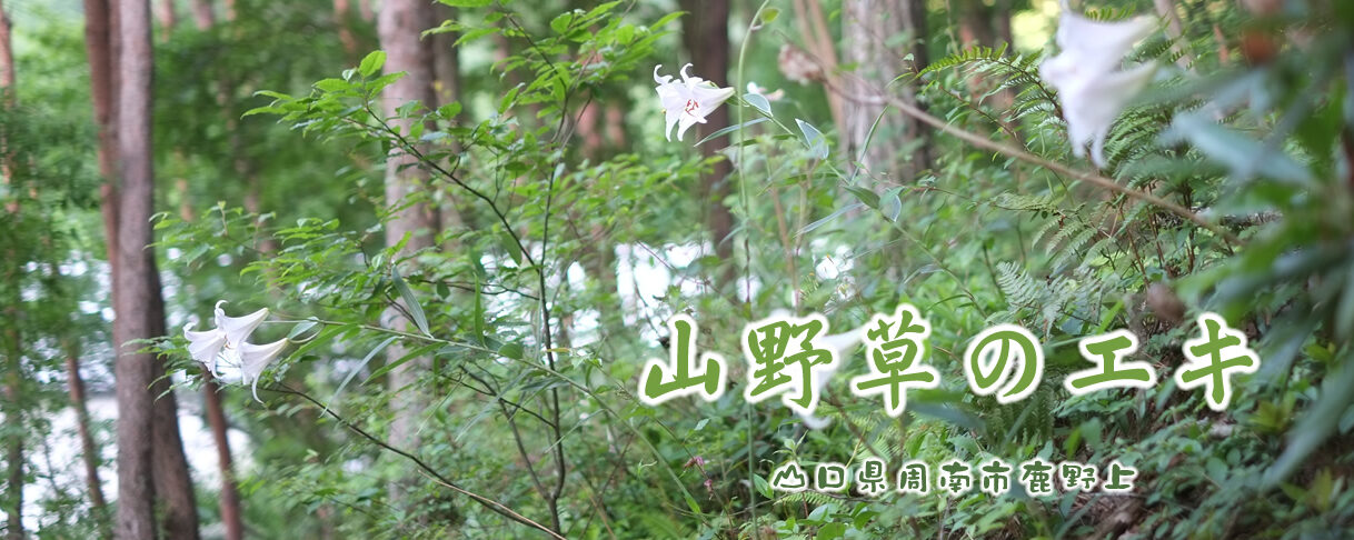 山野草のエキ