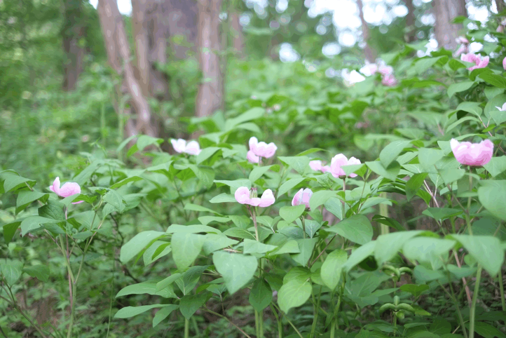 山野草のエキ　花