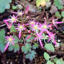今咲いている花（翁草さん提供）