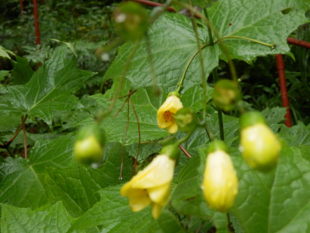 P9060658